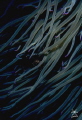   Composition green anemonias tentacles  